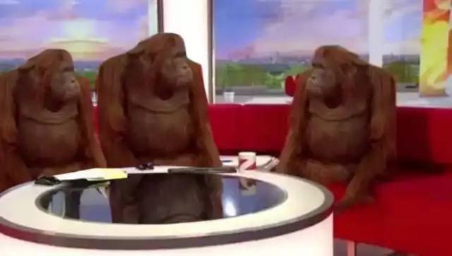 Three orangutans sitting around a television studio table